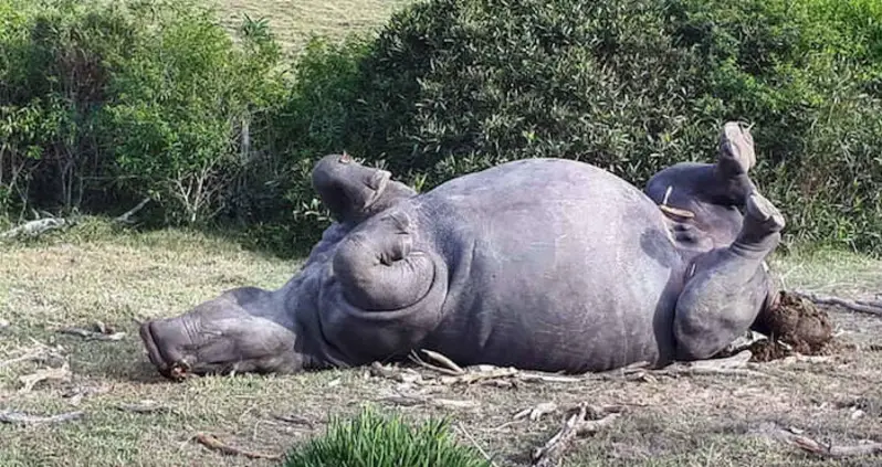 Poachers Brutally Kill Rhino For Less Than One Centimeter Of Horn