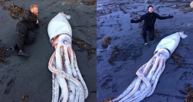 Kraken-Like Giant Squid Washes Up On New Zealand Beach