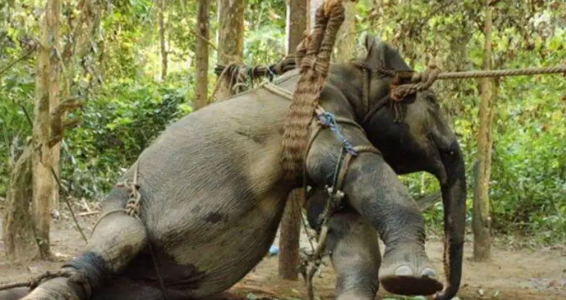 Baby Elephants In Southeast Asia Are Separated From Their Mothers And Tortured For The Sake Of Tourism