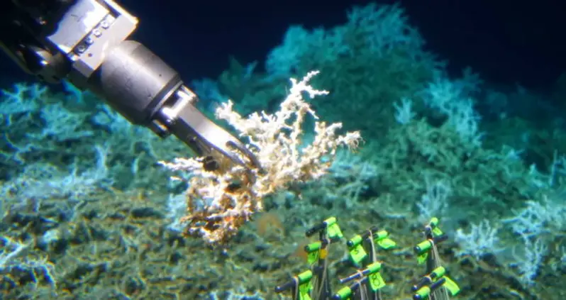 Scientists Discover 85 Miles Of Coral Reef Off The Coast Of South Carolina