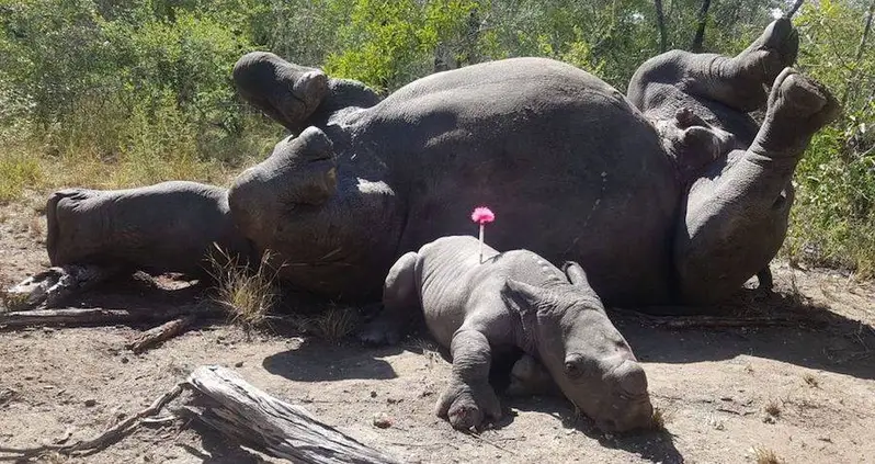 A Baby Rhino Was Found Clinging To His Mother After She Was Murdered For Her Horns