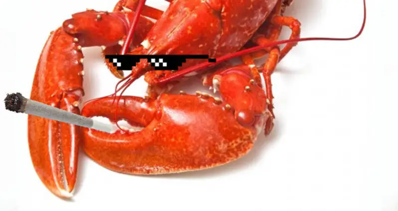 This Maine Restaurant Is Hotboxing Their Lobsters With Cannabis Smoke Before Boiling Them