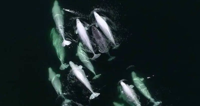 A Lost Narwhal Was Adopted By A Family Of Beluga Whales In Canada