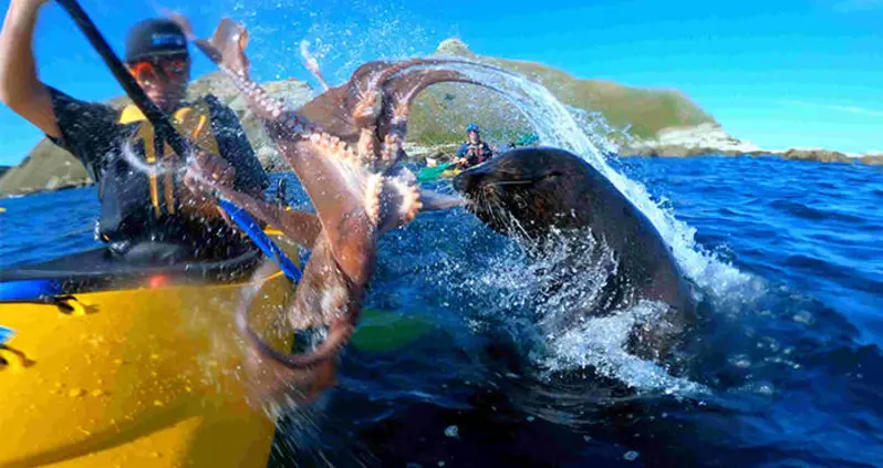 Seal Slaps A Kayaker With An Octopus — But Had A Good Reason For Doing It [VIDEO]