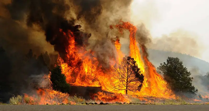 This Gender Reveal Party In Arizona Ended With A Wild Fire And A $220K Fine