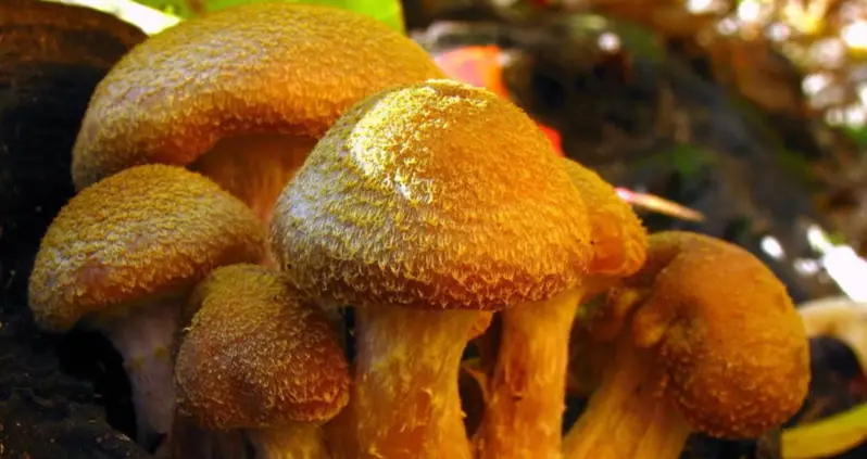 Humongous Fungus, The 2,500-Year-Old Michigan Mushroom That’s As Heavy As Three Blue Whales