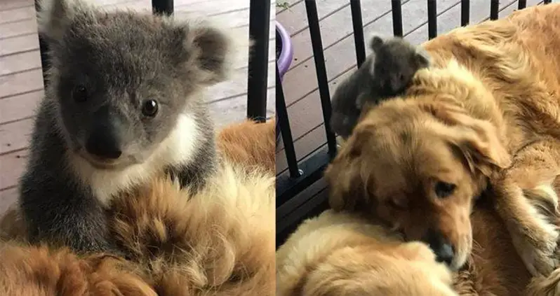 Lost Baby Koala Rescued By Golden Retriever — And The Photos Are Adorable