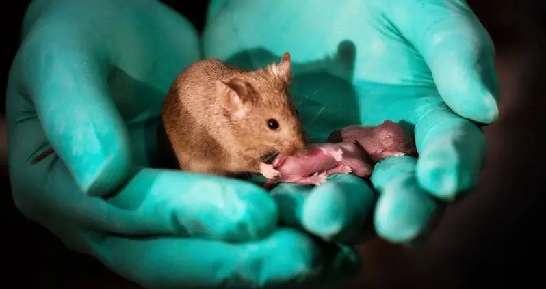 Who Needs Men? Two Female Mice Successfully Produce Healthy Offspring