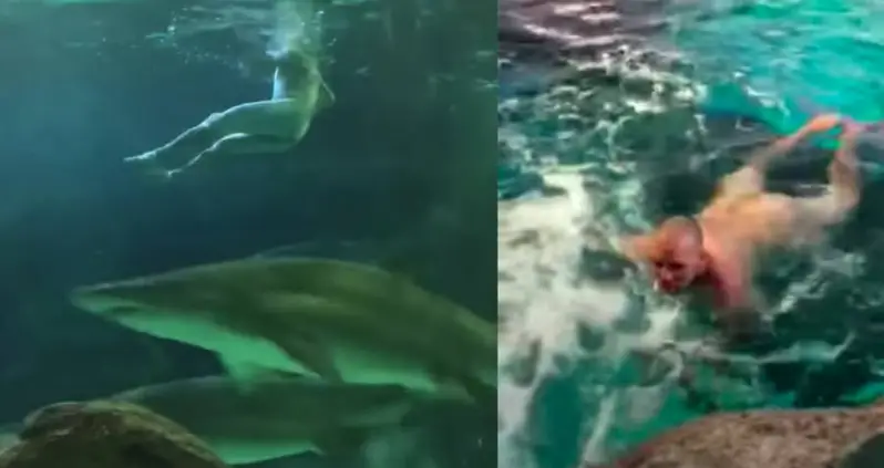 Jazz Night At An Aquarium Ends With Naked Man Swimming With Sharks [VIDEO]