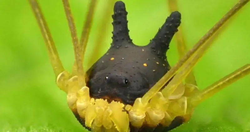 The Bunny Harvestman Spider Is Almost Too Bizarre To Be Real