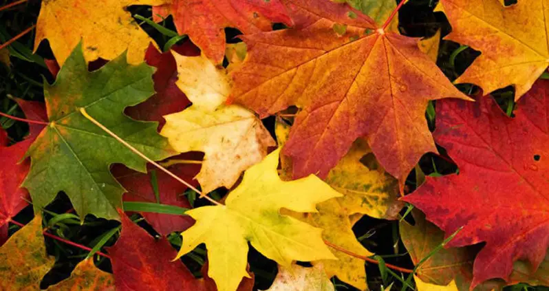 Here’s The Scientific Reason Why Leaves Change Color In The Fall