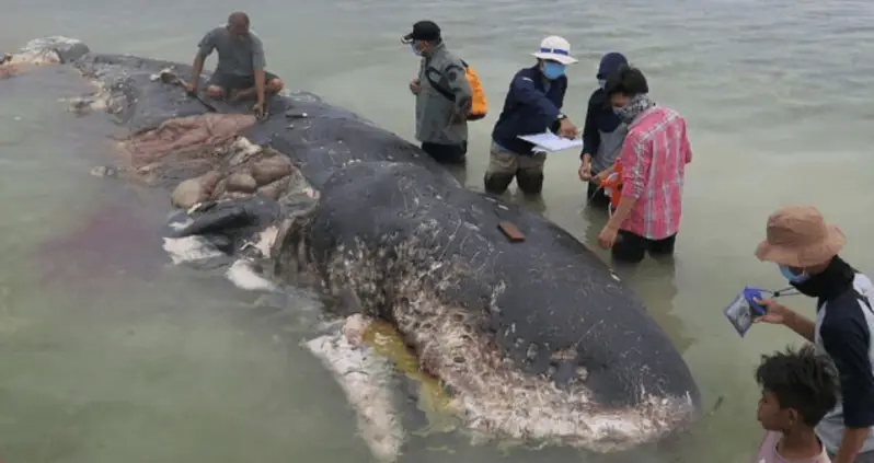 A Dead Whale Filled With Plastic Products In Its Stomach Washed Up In Indonesia