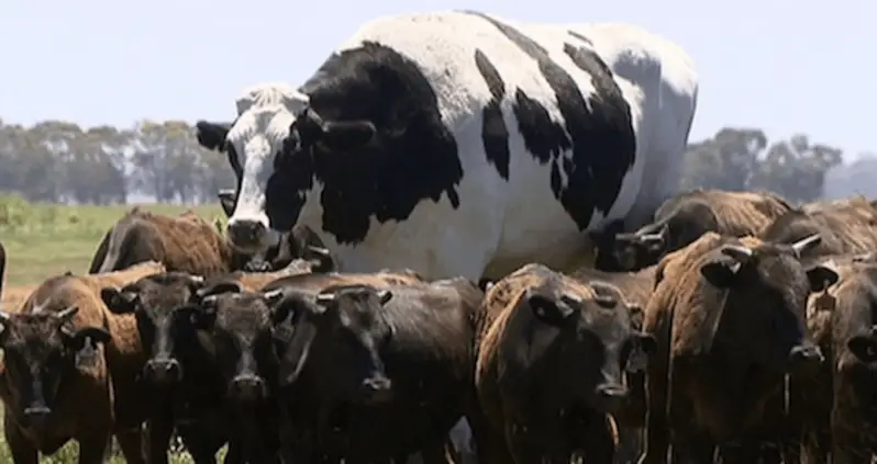 This Giant Cow Named ‘Knickers’ Had His Life Spared Because Butchers Deemed Him Too Big To Handle
