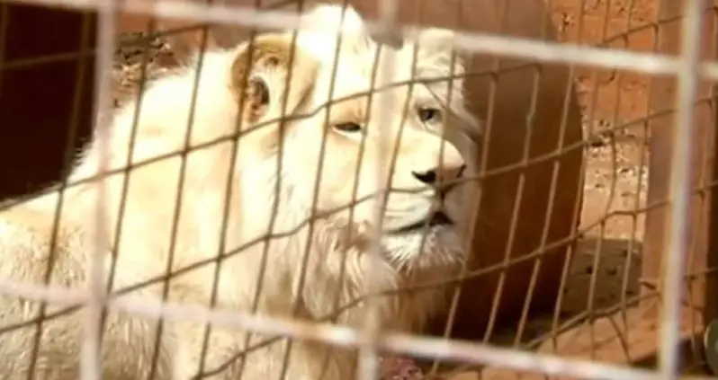 Mufasa, A Rare White Lion In South Africa, Is In Danger Of Being Auctioned Off To Trophy Hunters