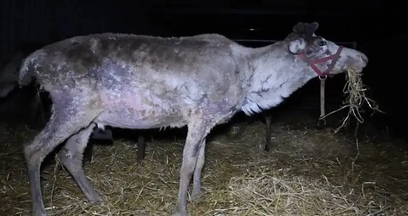 Hidden Cameras Reveal Horrific Abuse At Facilities That Raise Reindeer For Christmas Events In England