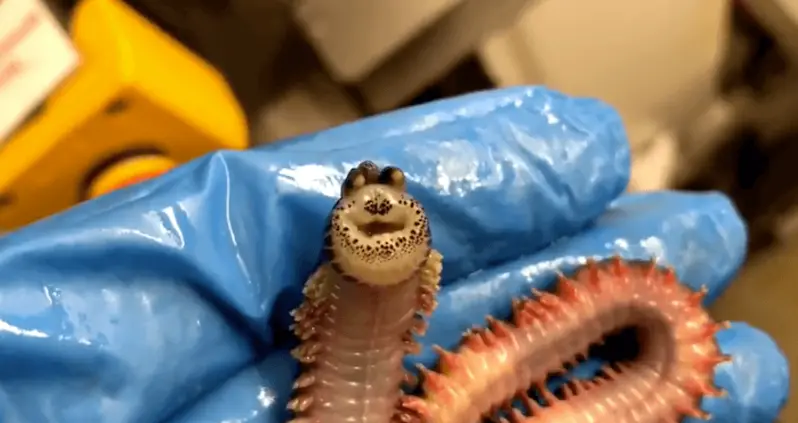 Deep-Sea Fisherman Pulls Up ‘Smiling’ Worm That Turns Its Face Inside Out [VIDEO]