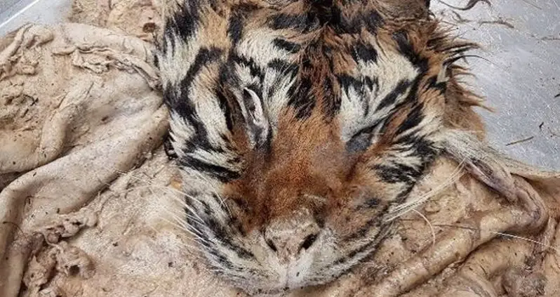 Authorities Raid Illegal Tiger Slaughterhouse And Find Grisly Remains