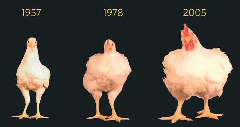 Why Humanity’s Grand Legacy May Be All The Chicken Bones We Left Behind On Earth