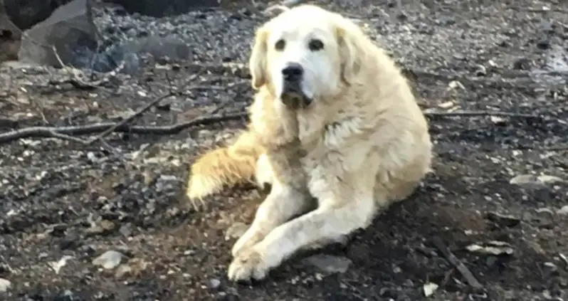 A Dog That Survived California’s Camp Fire Waited For His Owners To Return For Weeks