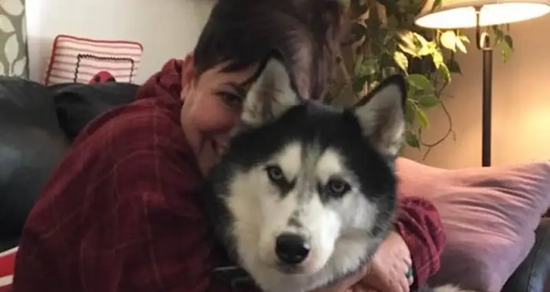 This Woman’s Siberian Husky Has Detected Her Cancer Three Times