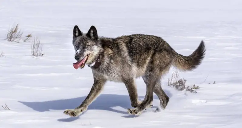 This Beloved Yellowstone Wolf Was Killed By A Trophy Hunter — And It Was Completely Legal