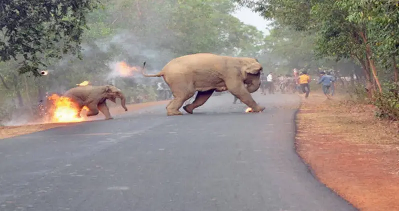 21 Devastating Photos Of India’s Accelerating Human-Elephant Conflict