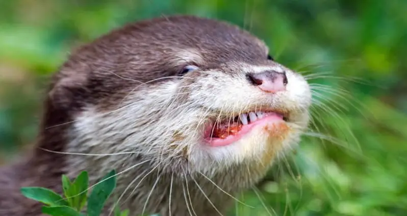 Florida Otter Terrorizes Locals Before Finally Being Shot By Police