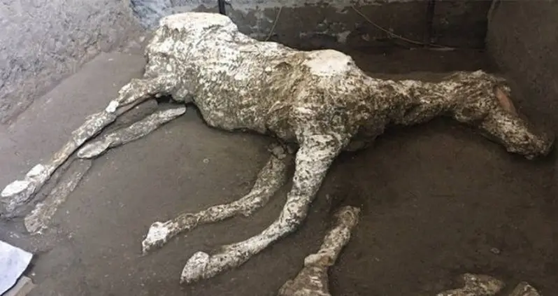 Military Horse Prepped To Rescue Victims Of Pompeii Found In Its Stable