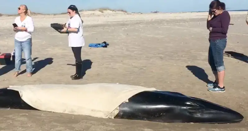 Endangered Baby Whale Put Down After It Was Found Beached With A Plastic Bag In Its Throat