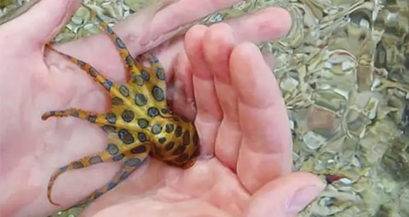 The Blue-Ringed Octopus Is One Of The World’s Deadliest Creatures — And It’s Adorable