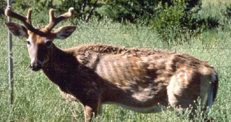 Chronic Wasting Disease: The Brain Sickness Turning Deer Into Zombies That Could Transmit To Humans