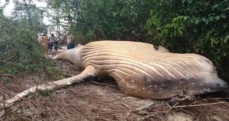 Humpback Whale Carcass Mysteriously Discovered In The Amazon Jungle