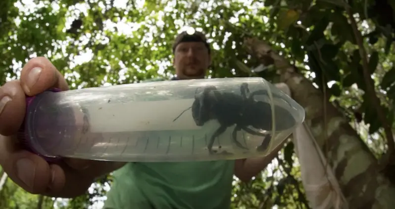 World’s Largest Bee Species Thought To Be Extinct Rediscovered In Indonesia