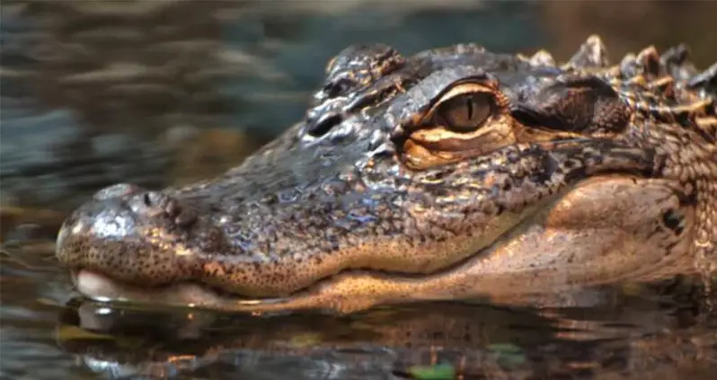 Scientists Gave 40 Alligators Ketamine And Earbuds To Learn About Dinosaur Hearing