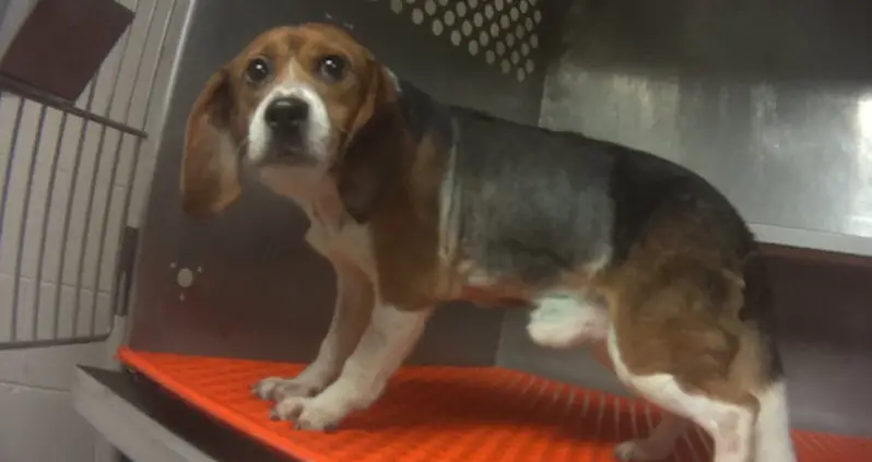 36 Beagles In Lab Test Were Force-Fed Pesticides So Scientists Could Examine Their Corpses