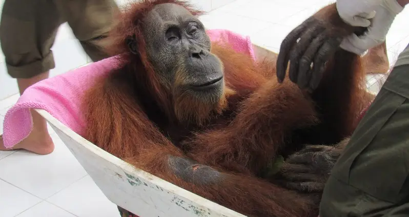 Indonesian Orangutan Named ‘Hope’ Found Shot And Blinded By 74 Air Gun Pellets
