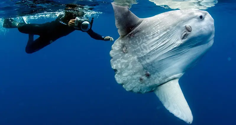 Meet The Ocean Sunfish, The Rhino-Sized Creature That’s The Gentle Giant Of The Sea