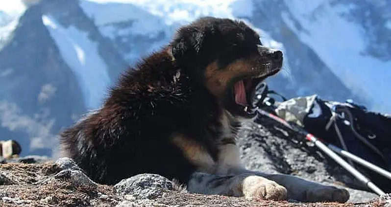 Meet Mera: The Stray Dog Who Joined A Group Of Hikers On Their Grueling Himalayan Mountain Ascent