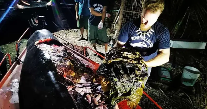 Dead Whale Washes Ashore In The Philippines With 88 Pounds Of Plastic In Its Stomach