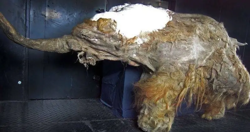 28,000-Year-Old Woolly Mammoth Cells Show Biological Signs Of Life