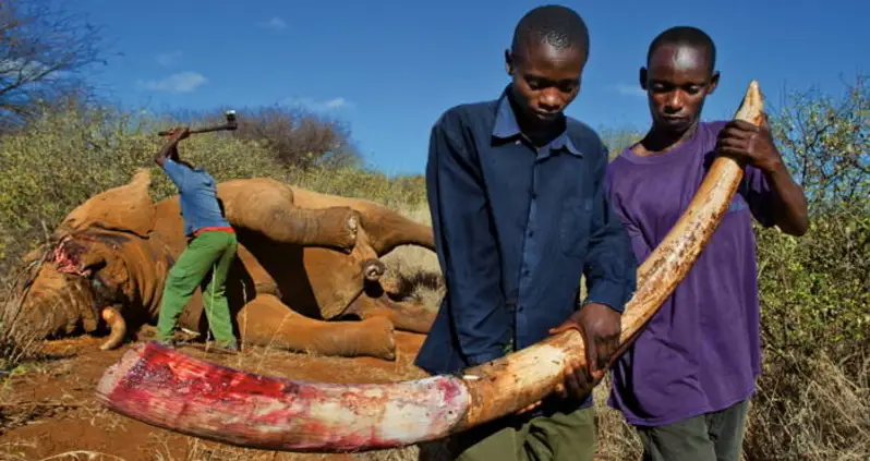 False Reports Claim That Wildlife Poachers In Kenya Could Face The Death Penalty