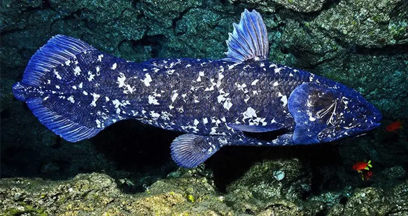 Rediscovering The Coelacanth, The 400 Million-Year-Old Prehistoric Fish We Thought Went Extinct