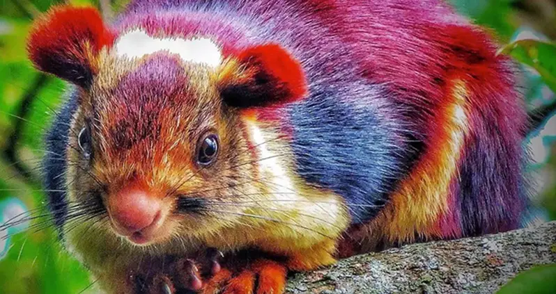 Meet The Indian Giant Squirrel That Looks Like A Dr. Seuss Concoction