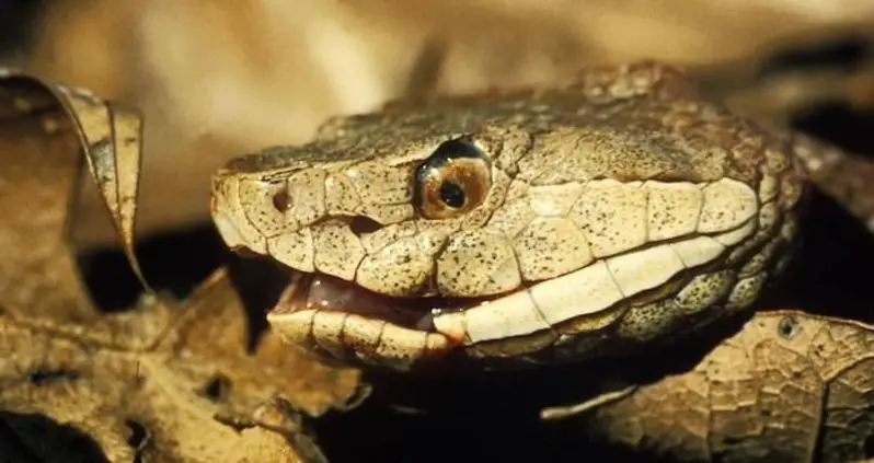 Remains Of Whole Snake Discovered In 1,500-Year-Old Human Poop