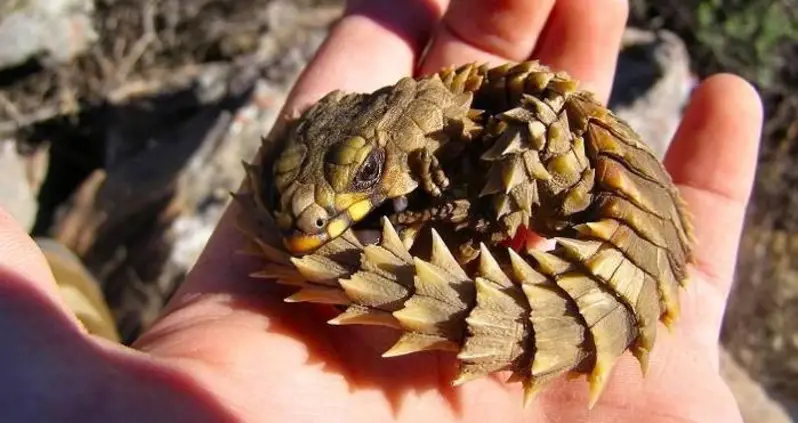 Meet The Armadillo Lizard: A Mini-Dragon That Curls Up Like An Armadillo