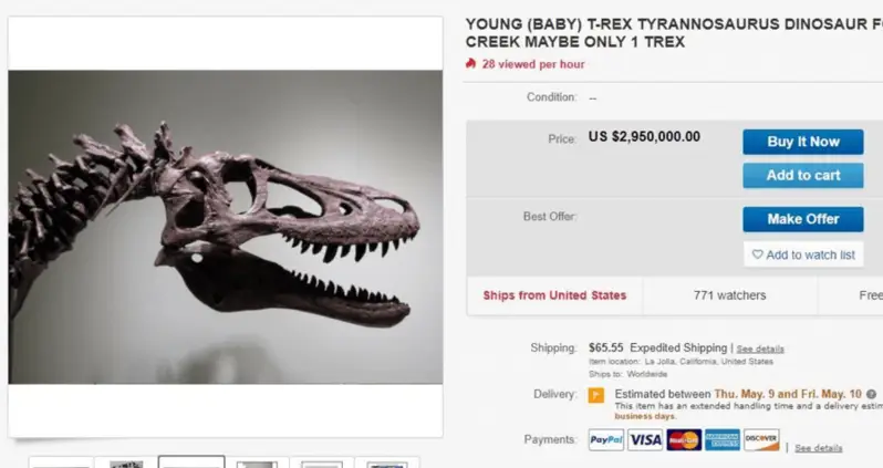 Scientists Are Outraged By This Fossil  Hunter Selling Baby T-Rex Bones On Ebay