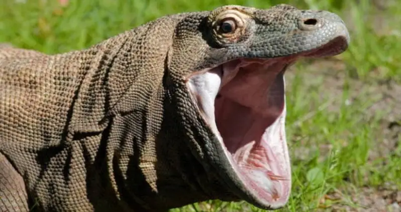 Some Very Brave Smugglers Stole So Many Komodo Dragons That The Island Is Being Closed To Visitors