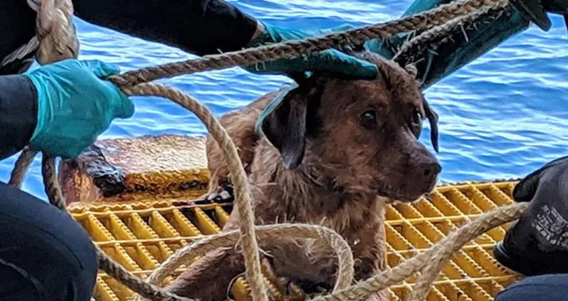Thai Oil Rig Workers Rescue Dog Found Swimming 135 Miles Offshore
