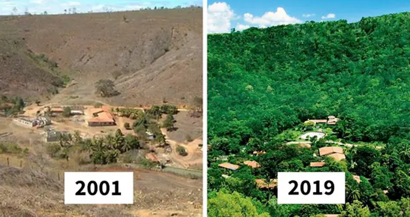 Famed Photographer Sebastião Salgado Plants Two Million Trees With His Wife And 20 Years Later, Creates New Forest