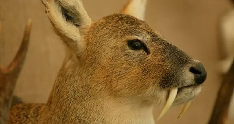 Meet The Chinese Water Deer: The “Vampire Deer” That Grows Fang-Like Tusks Instead Of Antlers